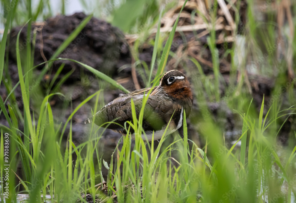 Greater painted-snipe On the ground in the field