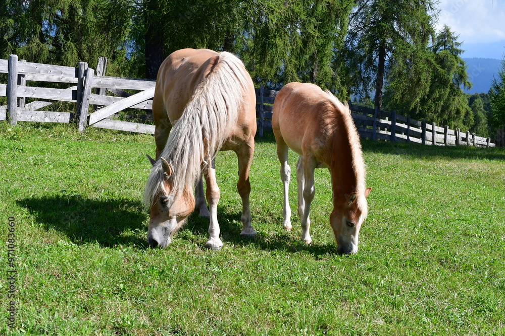Haflinger Pferde auf dem Salten in Südtirol