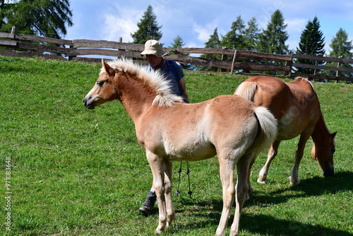 Ein Mann streichelt ein Haflinger Pferd in Südtirol  photo