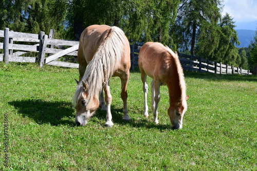 Obraz na płótnie Haflinger Pferde auf dem Salten in Südtirol w salonie