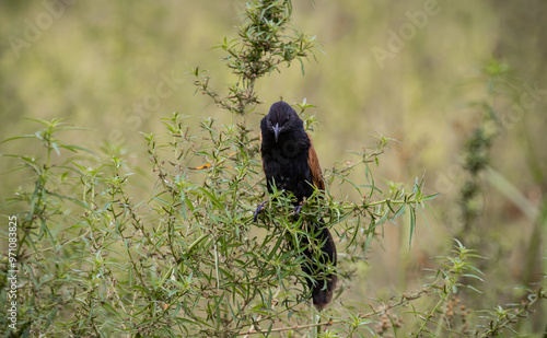 Obraz na płótnie Centropus bengalensis The small crested bird is native to India, Bengal, Assam, Burma, Thailand, the Tanintharyi Mountains, Indochina. In Thailand, it is found in almost every region. Prefers to live w salonie