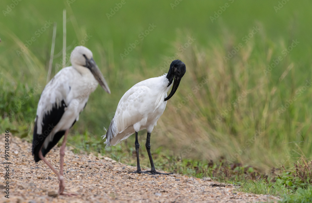 Black-headed Ibis (Threskiornis melanocephalus) In the rice fields of Thailand.
