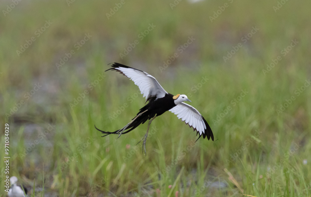 Pheasant-tailed Jacama (Hydrophasianus chirurgus) Flying over Thai rice fields.