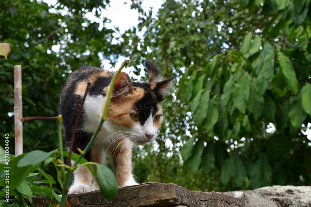 Portrait einer Katze