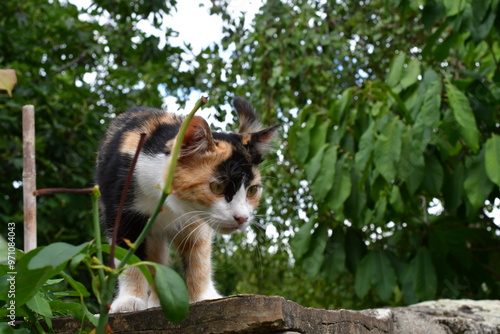 Obraz na płótnie Portrait einer Katze w salonie