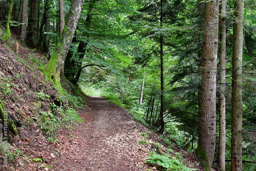 Ein Wanderweg bei Grissian in Südtirol