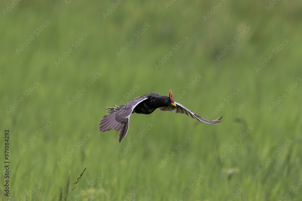 Watercock that is flying over rice fields in Thailand.
