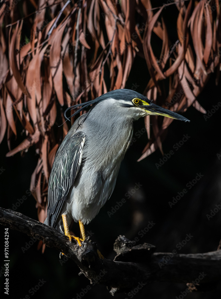 Striated Heron perched on a branch in a black background.