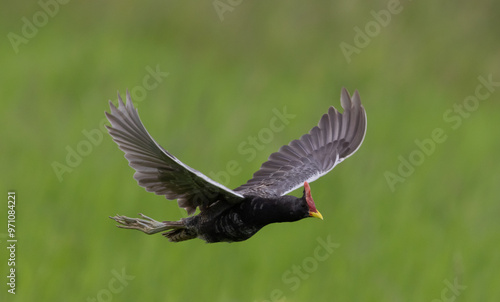Obraz na płótnie Watercock that is flying over rice fields in Thailand. w salonie