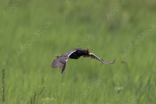 Obraz na płótnie Watercock that is flying over rice fields in Thailand. w salonie