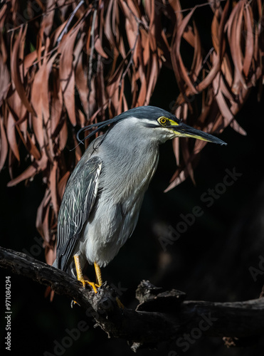Obraz na płótnie Striated Heron perched on a branch in a black background. w salonie