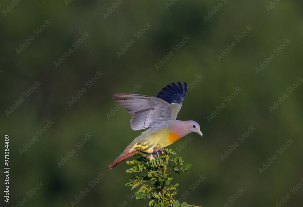 Pink-necked Pigeon It is a resident bird that can be found in Thailand.