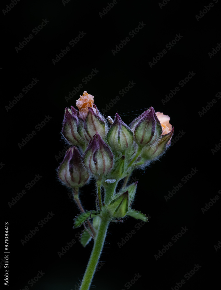 Yellow grass flowers with a black background.