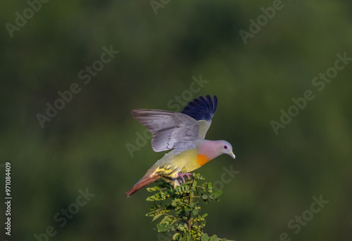 Obraz na płótnie Pink-necked Pigeon It is a resident bird that can be found in Thailand. w salonie
