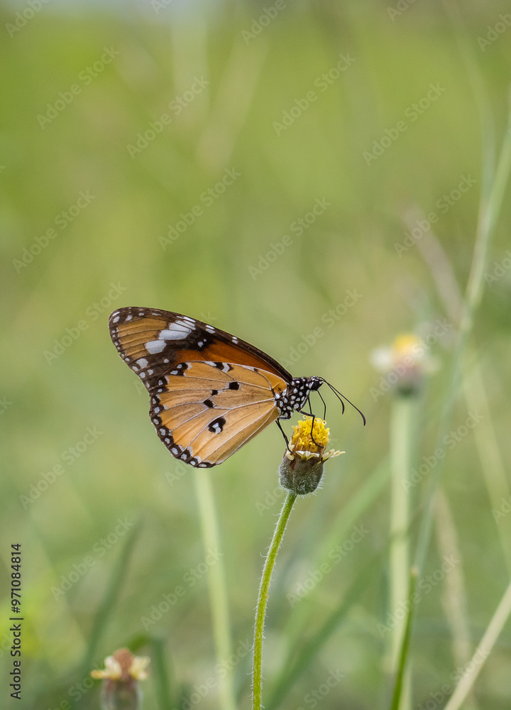 Plain tiger, African queen common love leaf caterpillar butterfly All butterflies in this subfamily are poisonous. It is thought to have been accumulated by eating leaves containing resin during the c