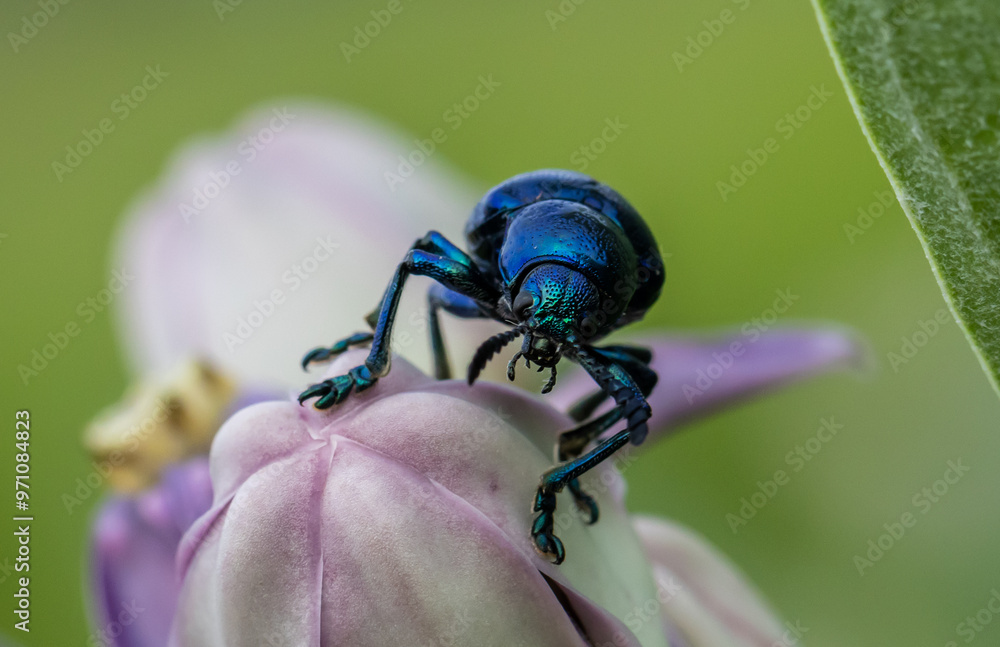 Blue milkweed beetle on Calotropis flower.