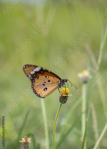 Obraz na płótnie Plain tiger, African queen common love leaf caterpillar butterfly All butterflies in this subfamily are poisonous. It is thought to have been accumulated by eating leaves containing resin during the c w salonie