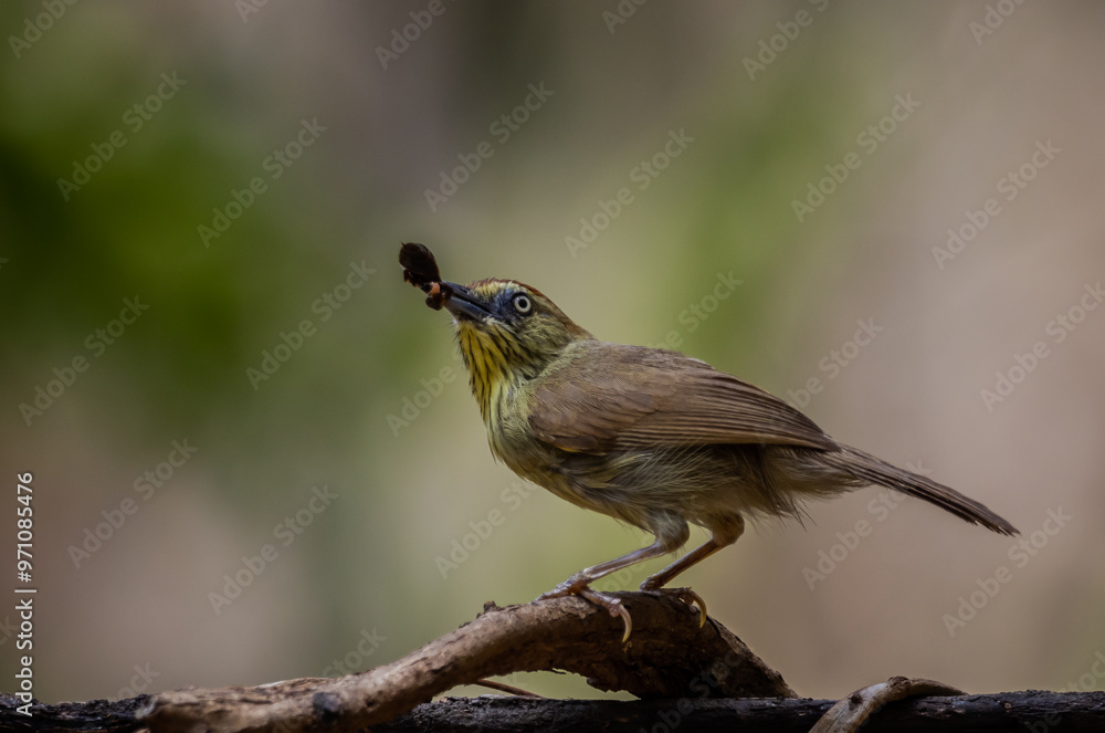 Pin-striped Tit Babbler on the branch tree animal portrait.
