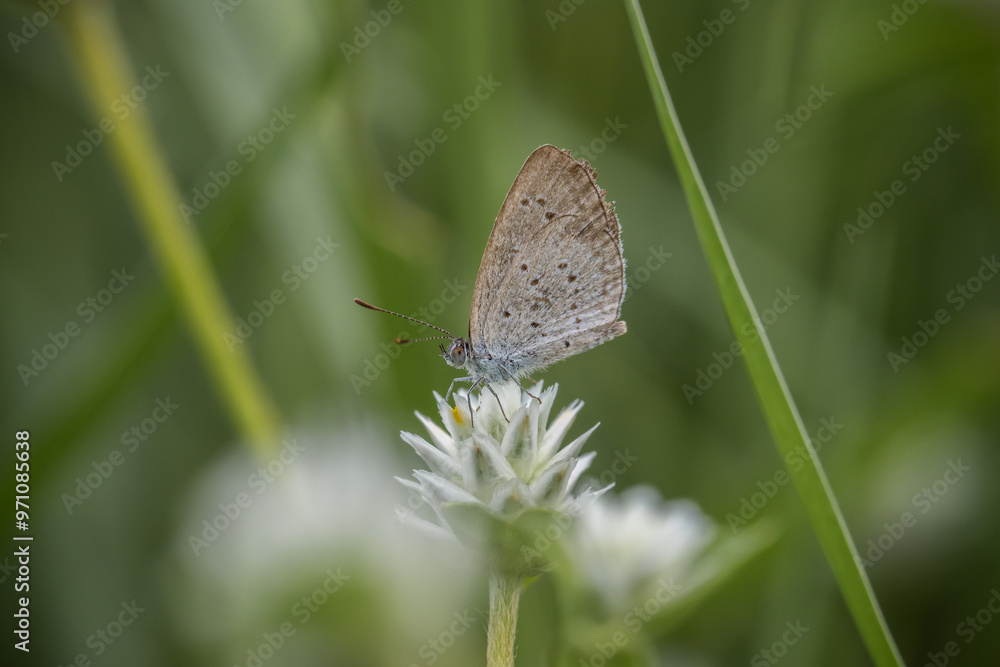 Lesser Grass Blue Perched on a grass flower, photographed at a close distance.