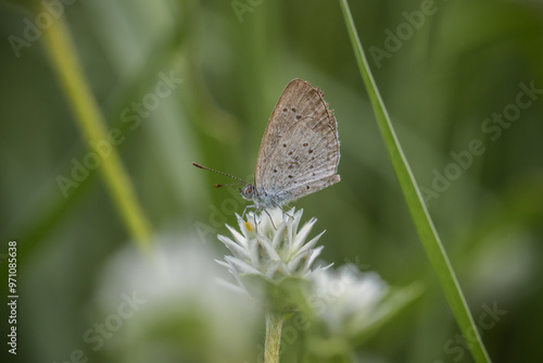 Obraz na płótnie Lesser Grass Blue Perched on a grass flower, photographed at a close distance. w salonie