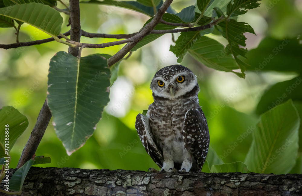Spotted owlet (Athene brama) in garden animal portrait.