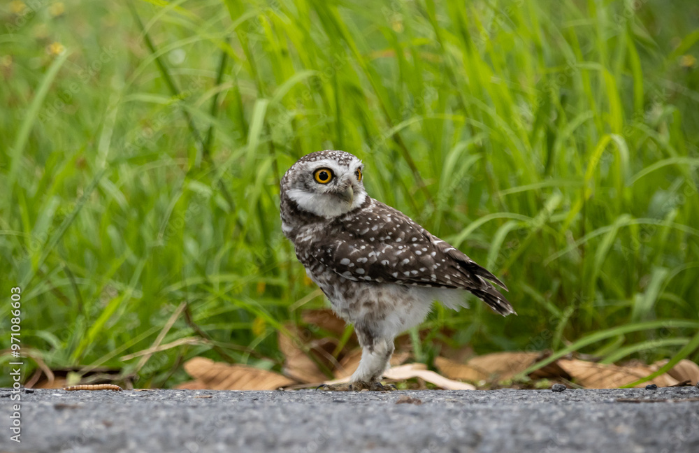 Spotted owlet (Athene brama) in garden animal portrait.