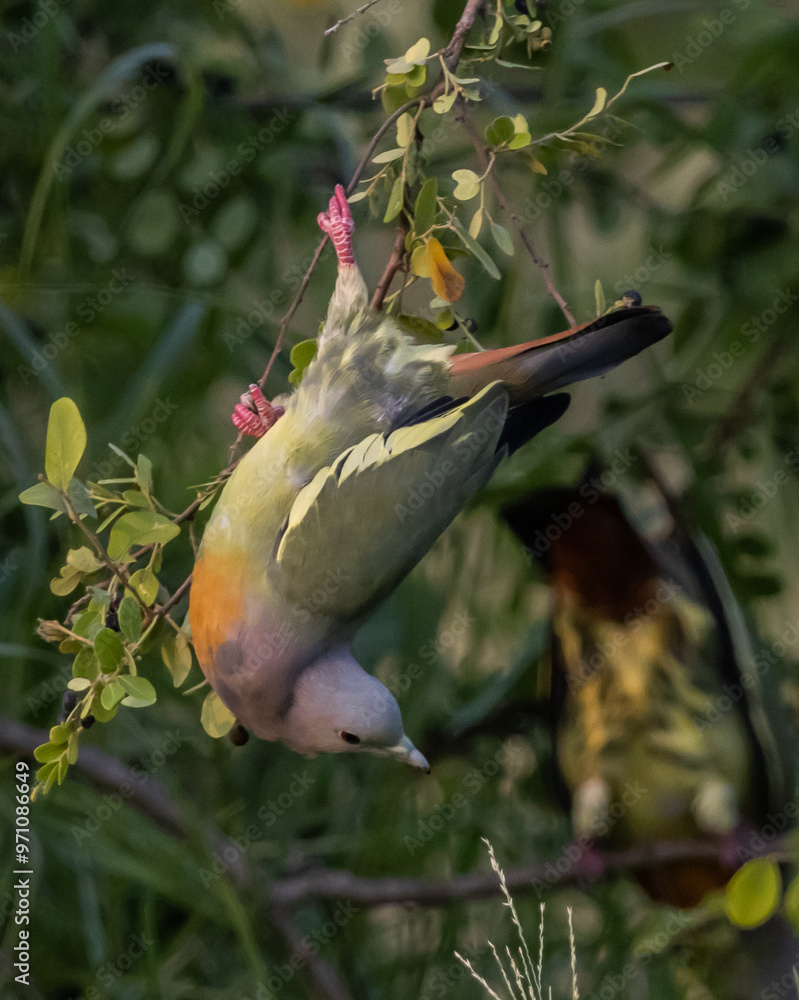 Pink-necked Pigeon It is a resident bird that can be found in Thailand.