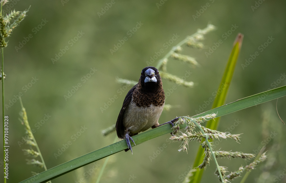 White-rumped Munia It is a small bird in the order of perch-roosting birds. In the bird-tid family Has general characteristics similar to finches. (Fringillidae) or sparrows (Passeridae)