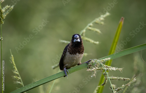 Obraz na płótnie White-rumped Munia It is a small bird in the order of perch-roosting birds. In the bird-tid family Has general characteristics similar to finches. (Fringillidae) or sparrows (Passeridae) w salonie