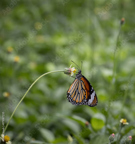 Plain tiger, African queen common love leaf caterpillar butterfly All butterflies in this subfamily are poisonous. It is thought to have been accumulated by eating leaves containing resin during the c photo