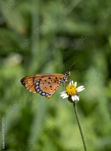 Plain tiger, African queen common love leaf caterpillar butterfly All butterflies in this subfamily are poisonous. It is thought to have been accumulated by eating leaves containing resin during the c