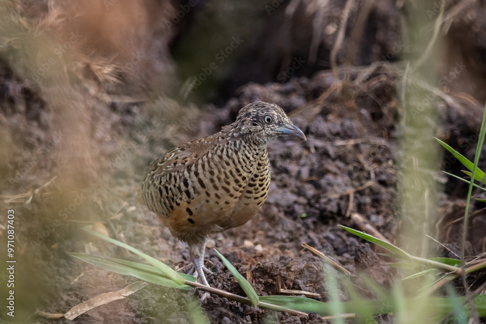 Barred Buttonquail that can be found in the fields of Thailand. Barred Buttonquail that can be found in the fields of Thailand.