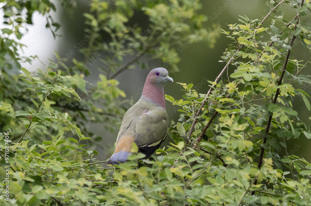Pink-necked Pigeon It is a resident bird that can be found in Thailand.
