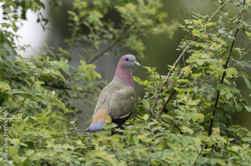 Obraz na płótnie Pink-necked Pigeon It is a resident bird that can be found in Thailand. w salonie
