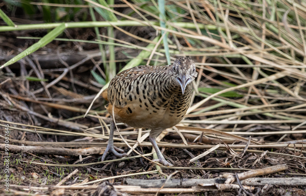 Barred Buttonquail that can be found in the fields of Thailand. Barred Buttonquail that can be found in the fields of Thailand.