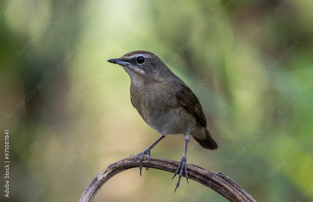 Siberian Rubythroat on the branch animal portrait.