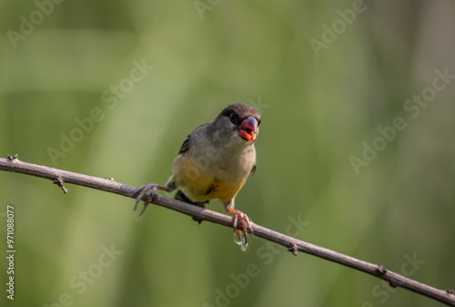Obraz na płótnie Red Avadavat perched on a branch in a field w salonie