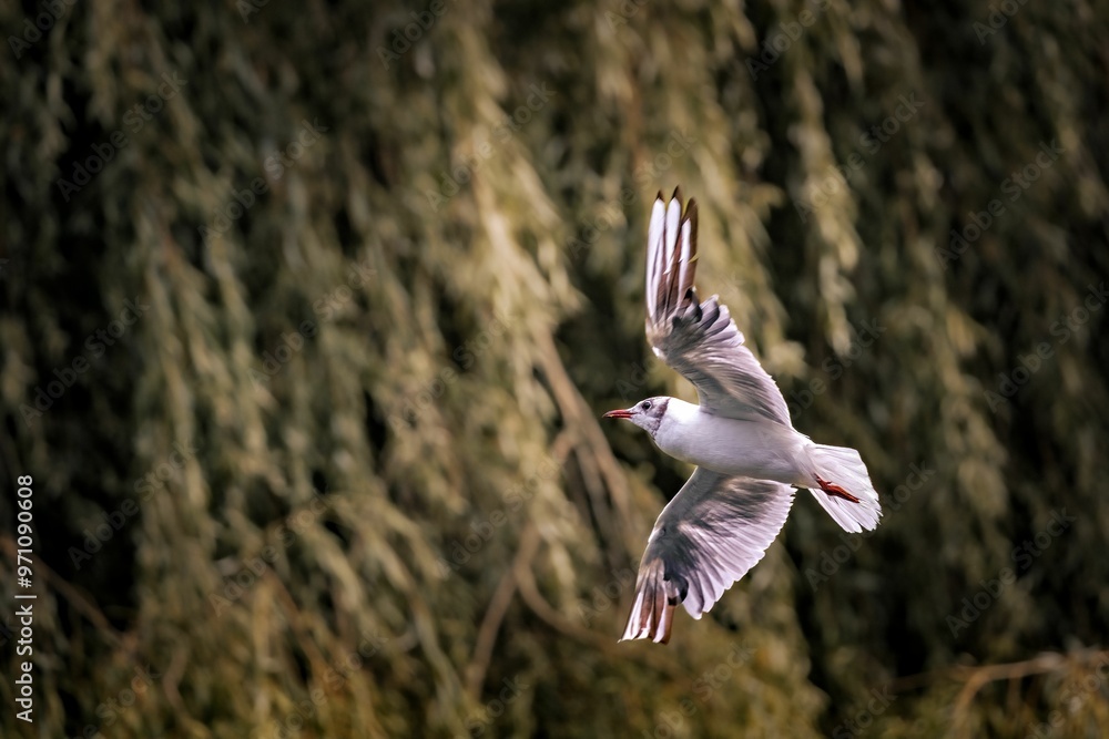 Fotografie Seagull in flight with green foliage background
