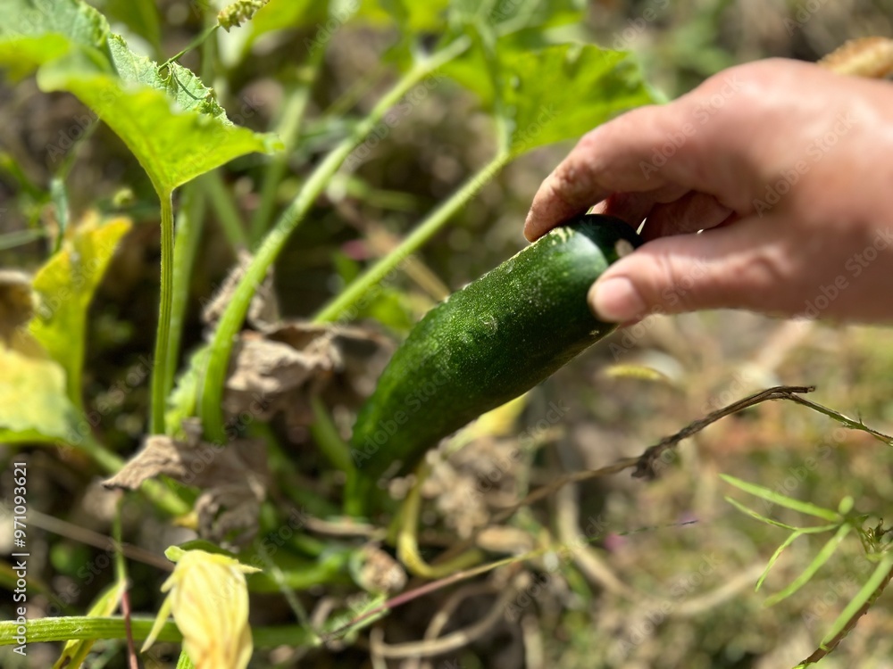 Obraz premium hand holding cucumber