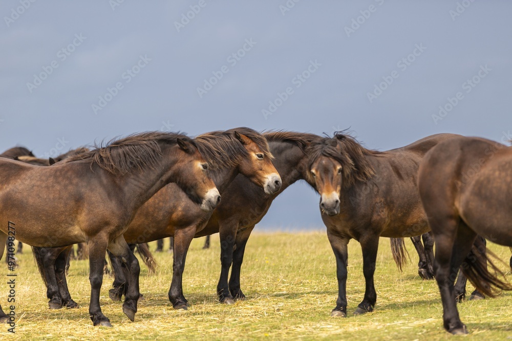 Mehrere braune Pferde stehen in einer Gruppe auf einer Wiese und scheinen miteinander zu kommunizieren Mehrere braune Pferde stehen in einer Gruppe auf einer Wiese und scheinen miteinander zu kommunizieren