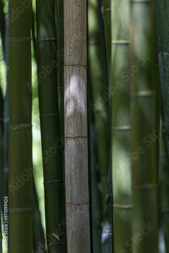 Nahaufnahme von grünen Bambusstängeln im Wald photo