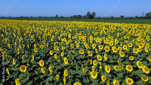 sunflower fields in bloom seen from the drone point of view in Vojvodina