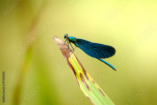 Blue dragonfly on an old grass leaf