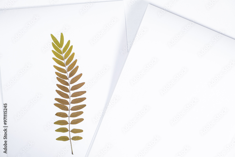 Dried Gleditsia honey locust branch herbarium Dried Gleditsia honey locust branch herbarium