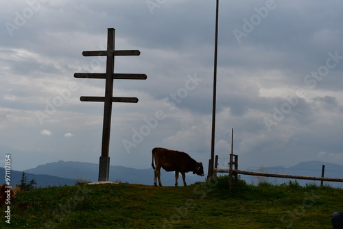 Eine Kuh auf der Weide in Südtirol 