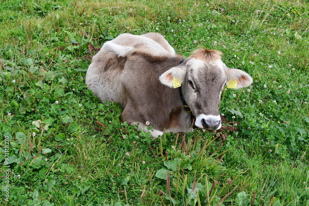 Eine Kuh auf der Weide in Südtirol