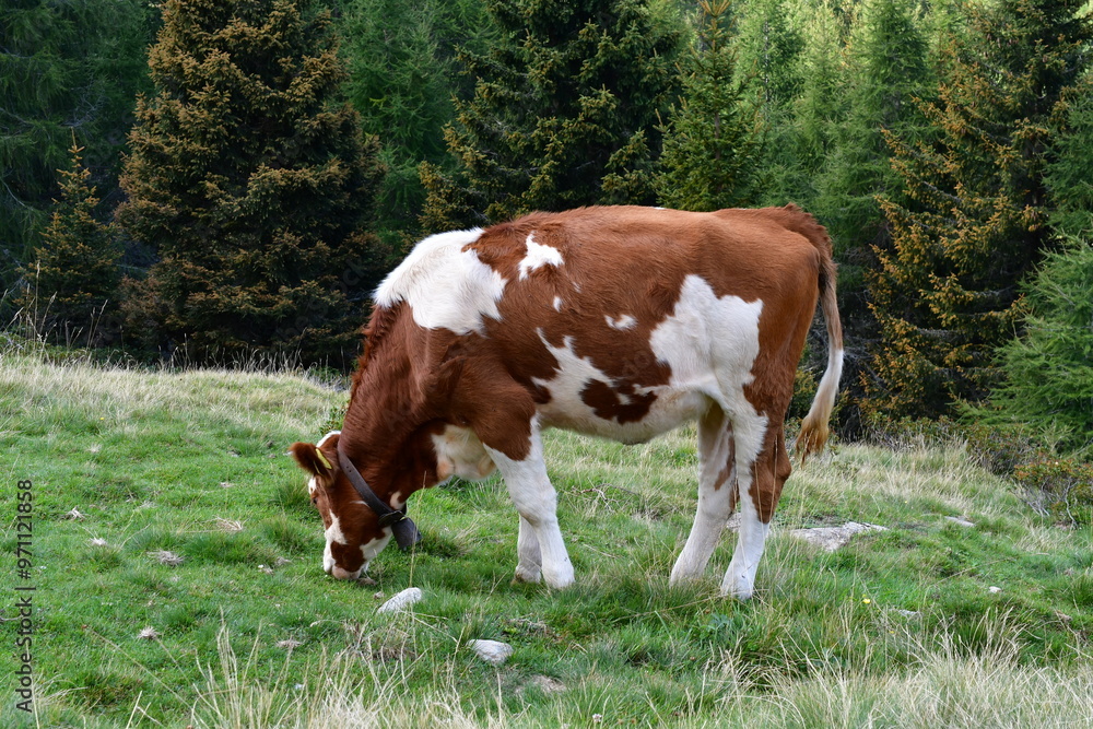 Eine Kuh auf der Weide in Südtirol Eine Kuh auf der Weide in Südtirol