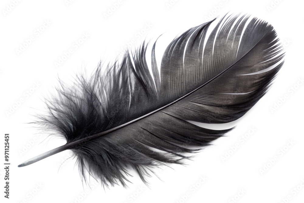 Black feather png Black feather png