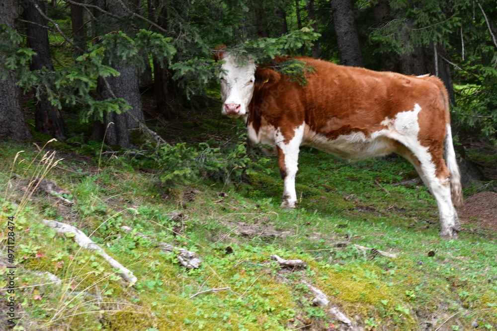 Kuh auf der Weide im Stubaital