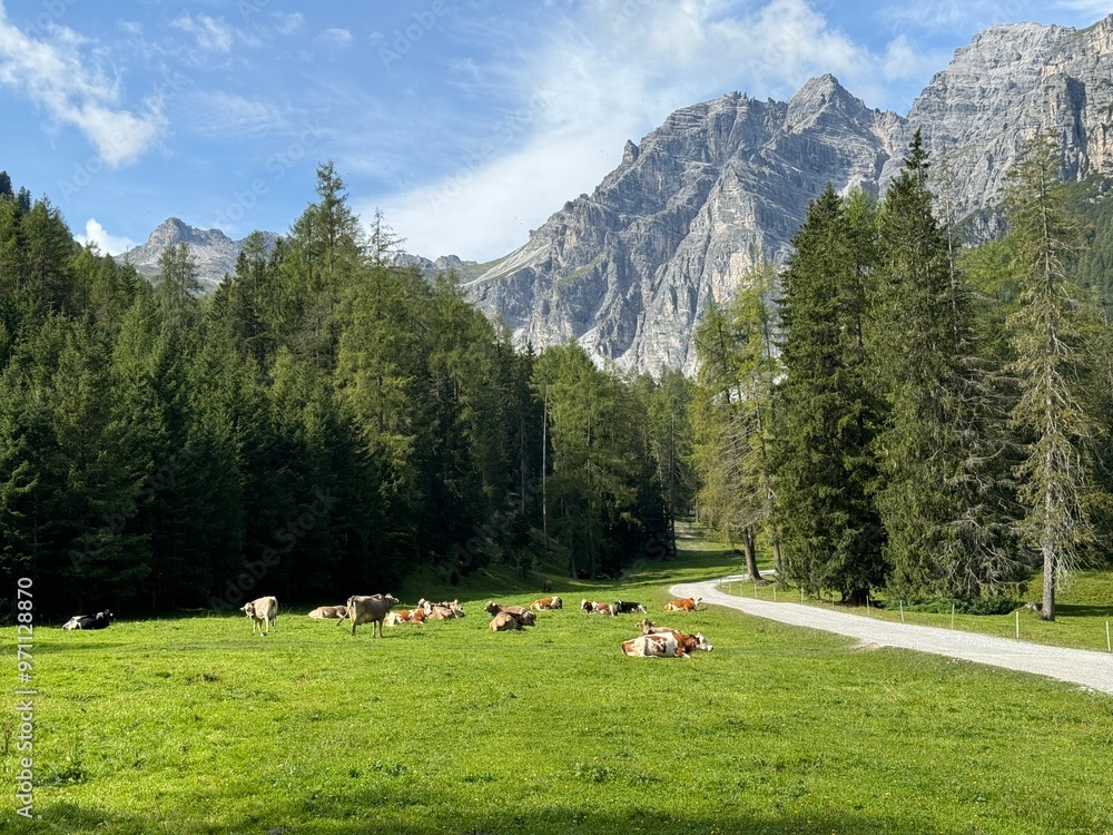 Kühe auf einer Alm im Stubaital in Tirol